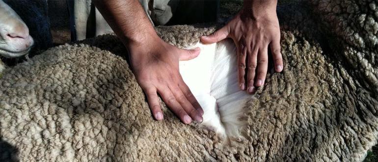 laine-mouton-isolant